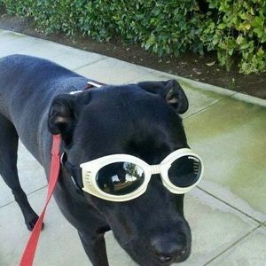 Meet your Posher, Max